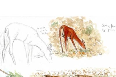 Cerf élaphe