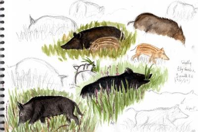 Sanglier