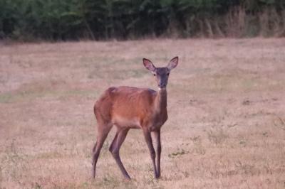 Cerf élaphe