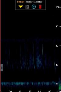 Pipistrelle de Kuhl