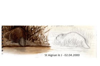 Castor d'Eurasie