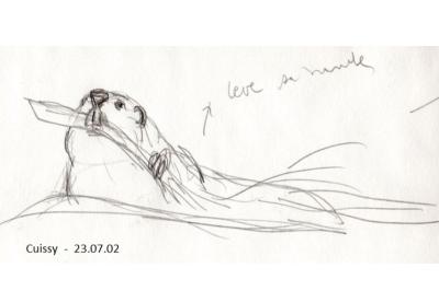 Castor d'Eurasie