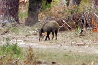 Sanglier