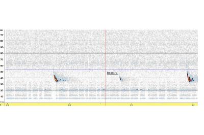 Pipistrelle de Kuhl