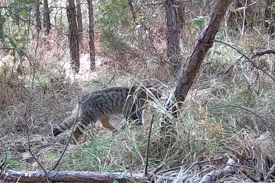 Chat forestier