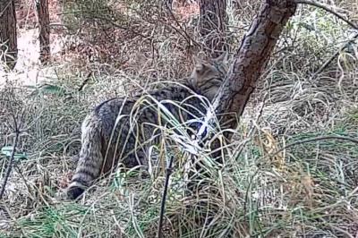 Chat forestier