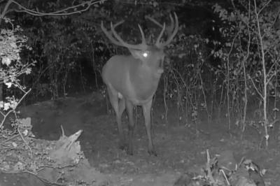 Cerf élaphe