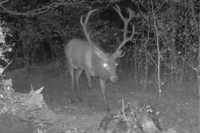 Cerf élaphe