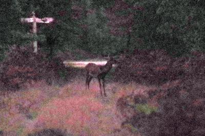Cerf élaphe