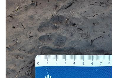 Vulpes vulpes