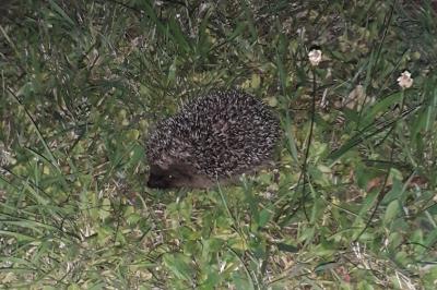 Hérisson d'Europe