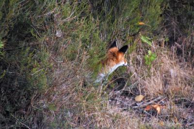 Vulpes vulpes