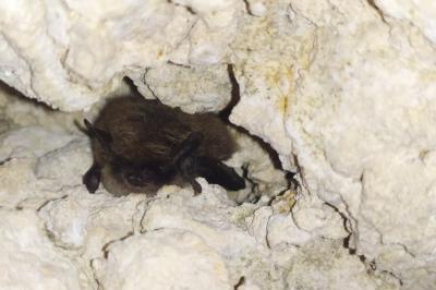 Myotis mystacinus