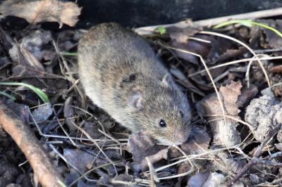 Cricetidae