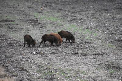 Sus scrofa
