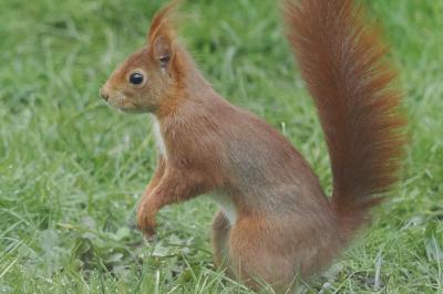 Sciuridae