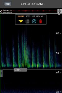 Pipistrelle commune