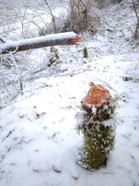 Castor d'Eurasie