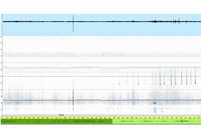 Pipistrelle commune