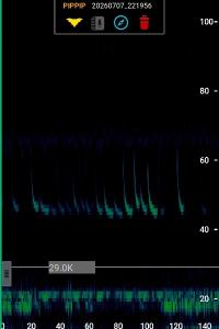 Pipistrelle commune