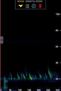 Noctule commune