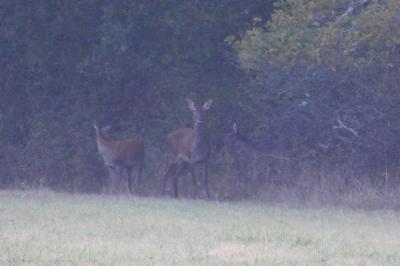 Cerf élaphe