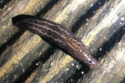 <i>Limax maximus</i>