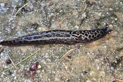 <i>Limax maximus</i>