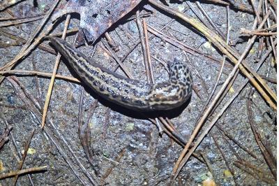 <i>Limax maximus</i>