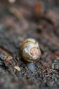 <i>Vitrina pellucida</i>