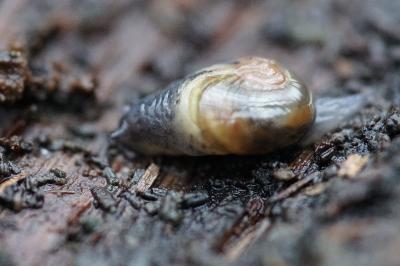<i>Vitrina pellucida</i>