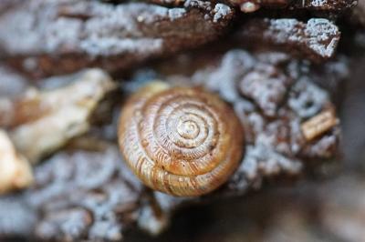 <i>Gonyodiscus rotundatus</i>
