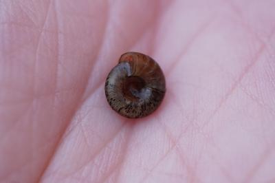 <i>Gonyodiscus rotundatus</i>