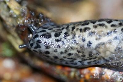 <i>Limax maximus</i>
