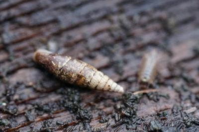 <i>Cochlodina laminata</i>
