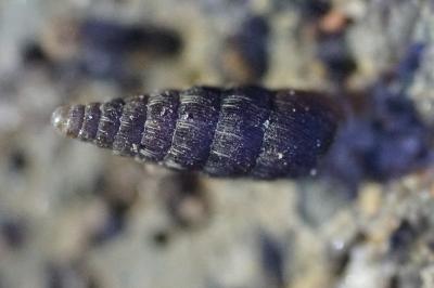 <i>Clausilia bidentata</i>