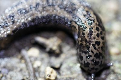 <i>Limax maximus</i>