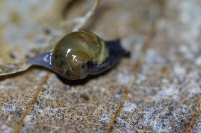 <i>Vitrina pellucida</i>