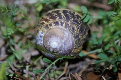 <i>Cornu aspersum</i>