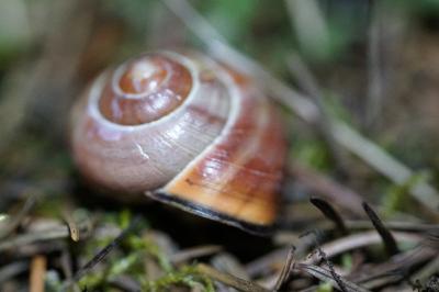 <i>Cepaea nemoralis</i>