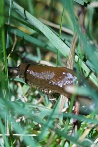 <i>Arion ater rufus</i>