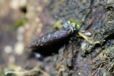 <i>Clausilia bidentata</i>