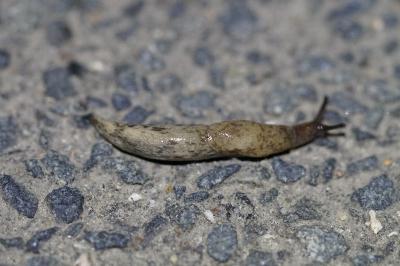 <i>Deroceras reticulatum</i>