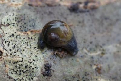 <i>Vitrina pellucida</i>