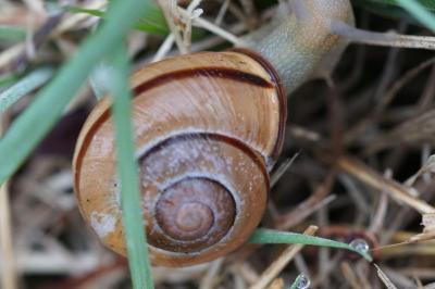 <i>Cepaea nemoralis</i>