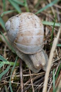 <i>Helix pomatia</i>