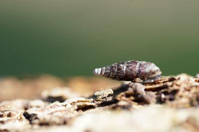 <i>Clausilia bidentata</i>