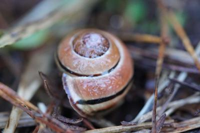 <i>Cepaea nemoralis</i>