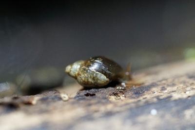 <i>Physella acuta</i>