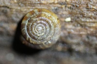<i>Gonyodiscus rotundatus</i>